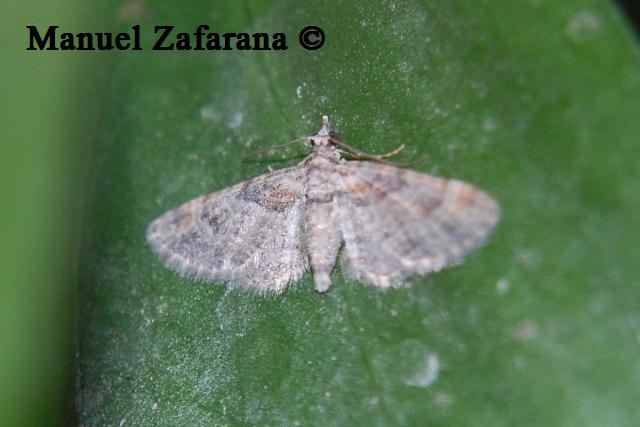 Altra Idaea?